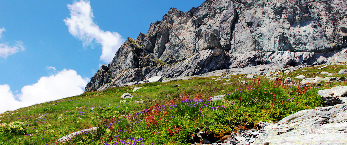 Alpenflora